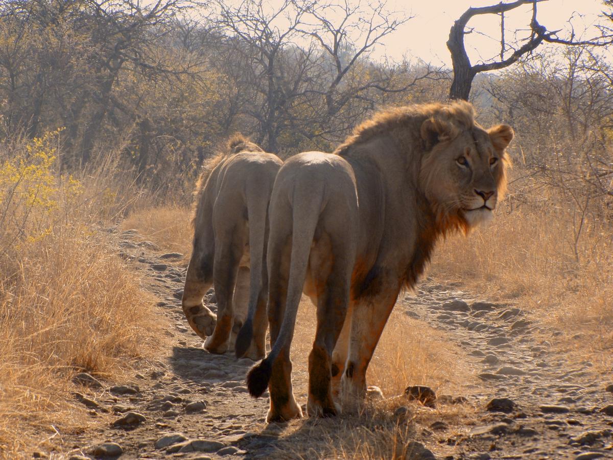 Esiweni Luxury Safari Lodge Ladysmith Exteriér fotografie